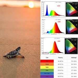 Amber Lighting - Turtle Friendly Illumination